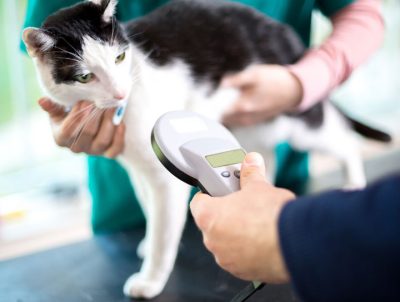 cat-microchipping